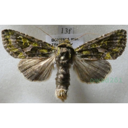 Trachea atriplicis (Linnaeus, 1758) male Agatówka łobodnica Czech13f